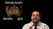 Brain Rule #11. Male and Female Brains are Different